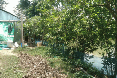 প্রথমে শরীর দুর্বল, ঘাড় বাঁকা; এরপর কাঁপতে কাঁপতে ৩০০ হাঁসের মৃত্যু