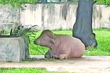 ‘ডোনাল্ড ট্রাম্পে’ আগ্রহ চিড়িয়াখানায়
