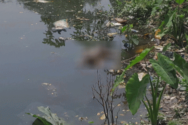 বারহাট্টায় পুকুরে মিলল ভাসমান নবজাতকের মরদেহ