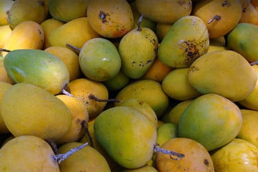 খরতাপে এগিয়ে এলো হাঁড়িভাঙা আমের মৌসুম