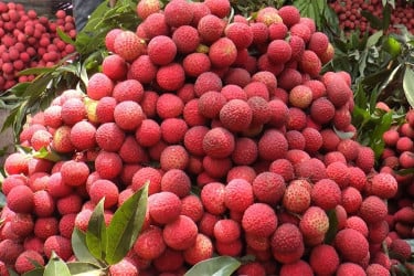 রংপুরে লিচু চাষিদের ঘরে আসবে ৩০০ কোটি টাকা