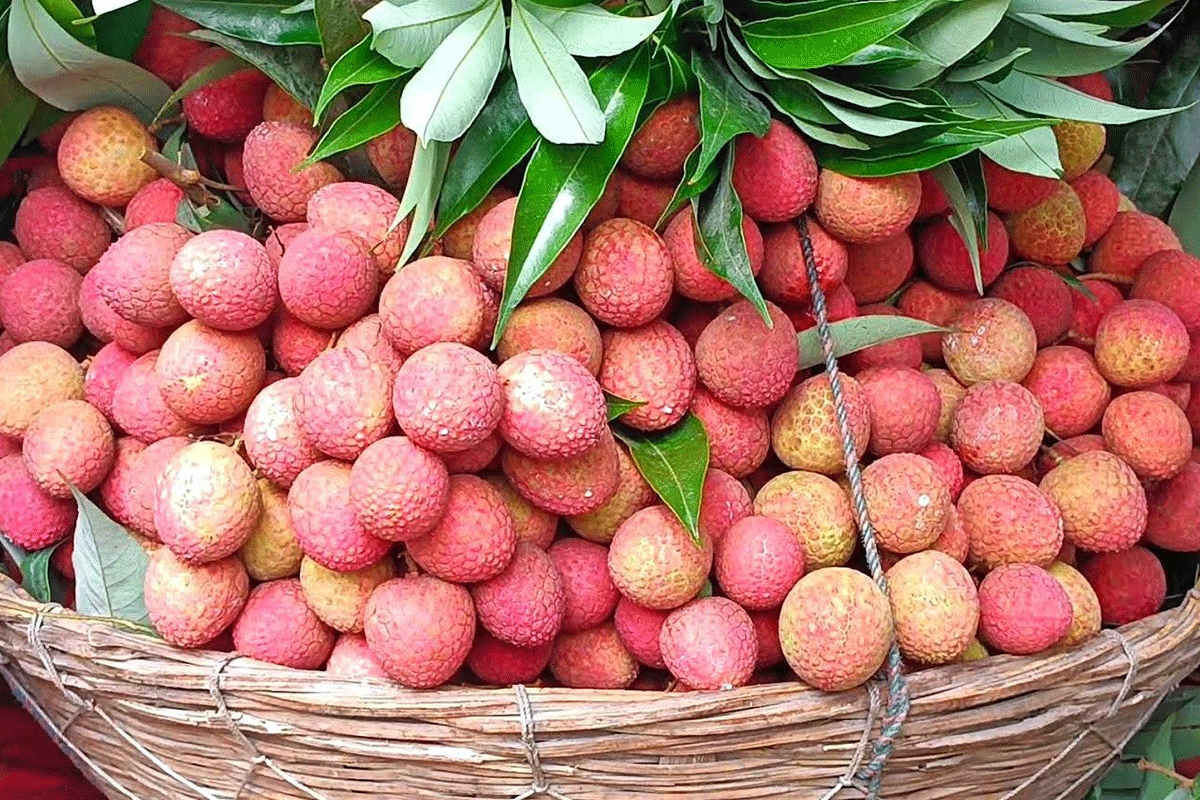 ১ লিচুর দাম ১১ টাকা!