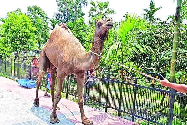উটের খামার ঘিরে চিড়িয়াখানা