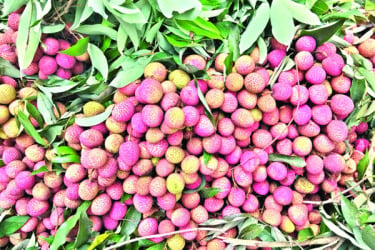 আশা জাগাচ্ছে হাঁড়িয়া লিচু