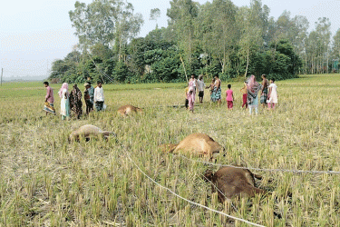 টাঙ্গাইলে ‘অরক্ষিত লাইনে’ বিদ্যুৎস্পৃষ্টে ৫ গরুর মৃত্যু