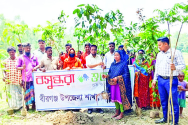 বীরগঞ্জে ক্ষুদ্র নৃগোষ্ঠীর মাঝে গাছের চারা বিতরণ বসুন্ধরা শুভসংঘের