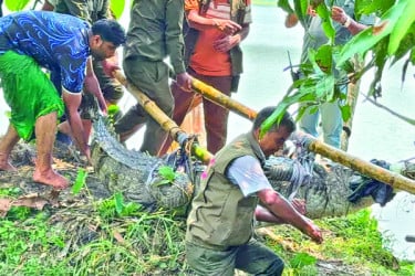 খানজাহানের দীঘির সেই কুমিরটিকে খুলনায় স্থানান্তর