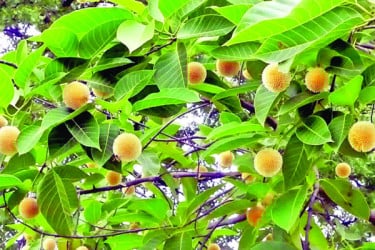 গ্রীষ্মে ফুটল বর্ষার রানি কদম