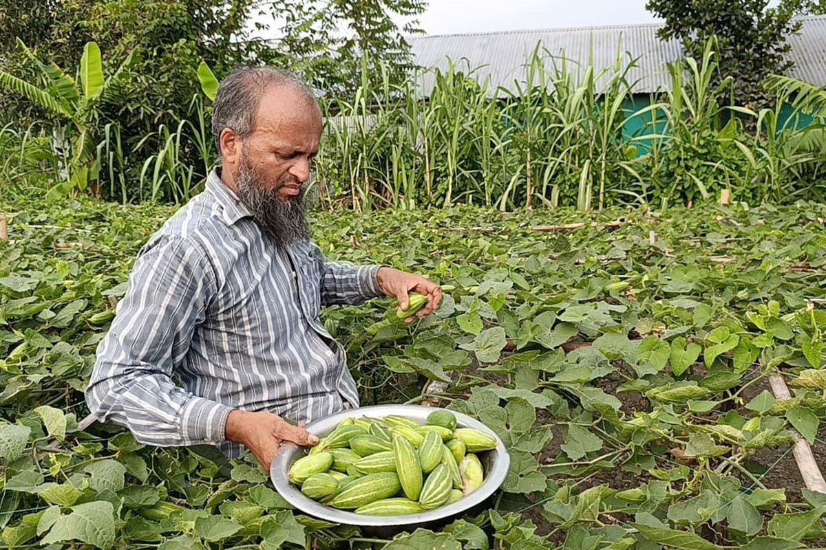 দুই দশক পর কুমিল্লার চিকন পটল ফিরেছে মাঠে, কৃষকের মুখে হাসি