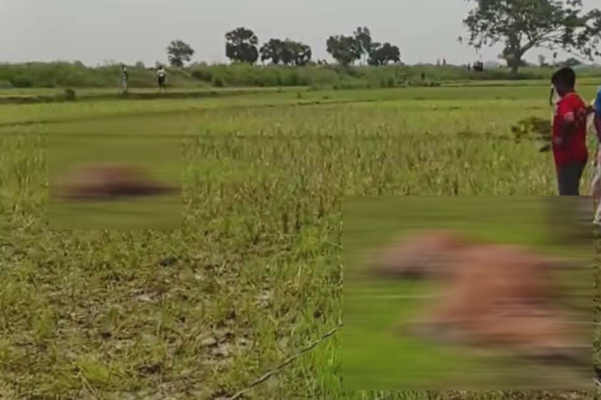 ফসলী জমিতে পড়া বিদ্যুতের তারে স্পৃষ্ট হয়ে কৃষকের সাতটি গরুর মৃত্যু