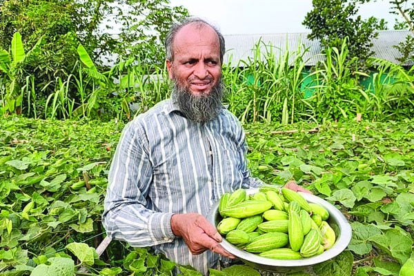 চিকন পটোলে কৃষকের মুখে হাসি