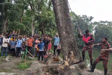 উঠে দাঁড়িয়েছে দাবি করা সেই গাছ কেটে ফেললো প্রশাসন