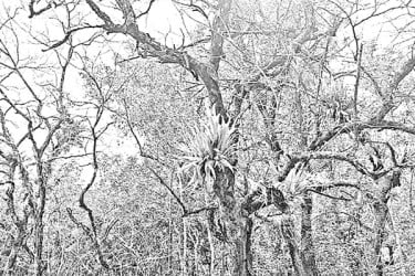সংকটে সুন্দরবন