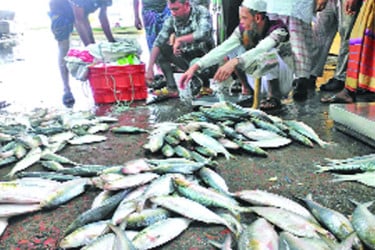 বরিশালের বাজারে ইলিশের হাহাকার