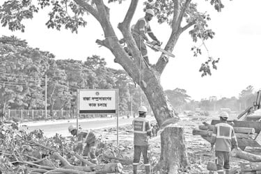 গাছ কাটার পরিসংখ্যানে বিভ্রান্তি