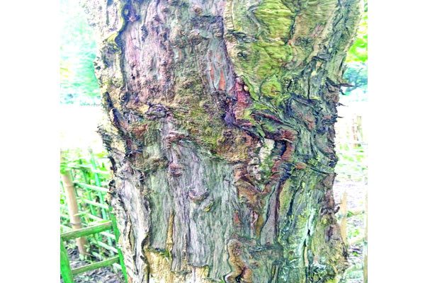 উপকারী গাছের ছাল থাকে না