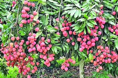 ২৯ কোটি টাকার লিচুবাগান