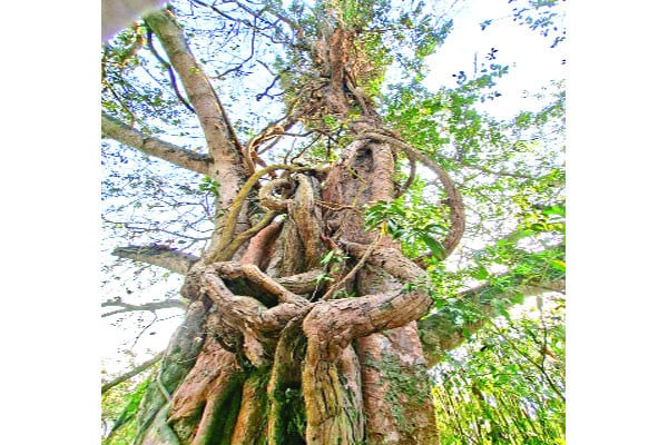 শত বছর ধরে পাকুড়ে জড়িয়ে মাধবীলতা