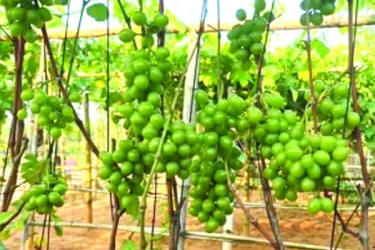 পাহাড়ে বিদেশি জাতের আঙুর