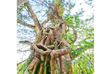 শত বছর ধরে পাকুড়ে জড়িয়ে মাধবীলতা