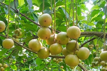 থোকায় থোকায় দুলছে লটকন, ১০ লাখ টাকা বিক্রির আশা