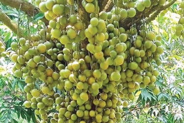 থোকায় থোকায় লটকন