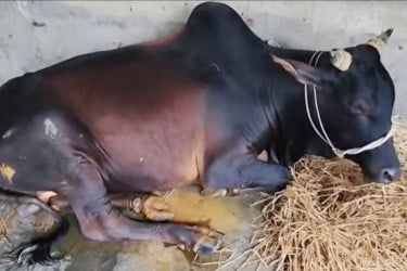 কলাপাড়ায় গরুর ক্ষুরা ও লাম্পি স্কিন রোগের প্রাদুর্ভাব, উদ্বিগ্ন খামারিরা