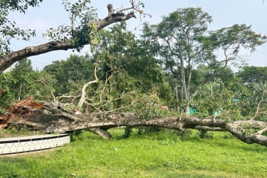 রাজবাড়ীতে ভেঙে পড়ল শতবর্ষী পাকুড় গাছ