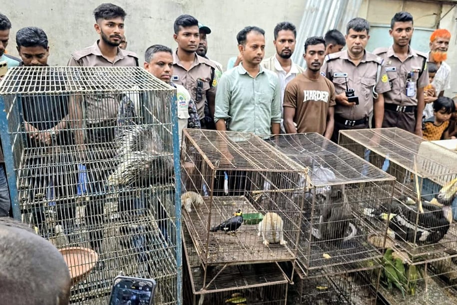 শেরপুরে বিরল ৪২ বন্যপ্রাণী উদ্ধার, পাচারের অভিযোগে যুবক আটক