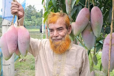 ধানি জমিতে রঙিন আম চাষে বাজিমাত