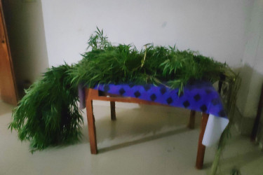 গাইবান্ধায় ২টি গাঁজার গাছসহ ফেলু গ্রেপ্তার