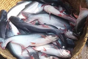 পাঙ্গাশ মাছের দাম বাড়তে পারে