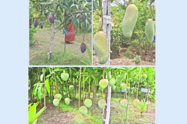 বাগানে নানান জাতের আম