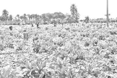 বৈরী আবহাওয়ায় নষ্ট গ্রীষ্মকালীন কপি