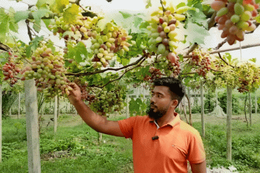 বিদেশি আঙুর চাষে ঝুঁকছেন বগুড়ার যুবকেরা