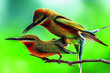 দৃষ্টিনন্দন নীল লেজ সুঁইচোরা