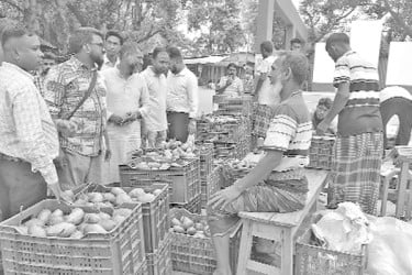 নাকফজলি আম, ৫ কোটি টাকা বাণিজ্যের সম্ভাবনা
