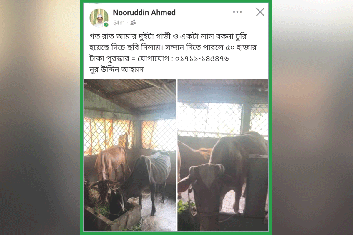 বিশ্বনাথে বিএনপি নেতার তিনটি গরু চুরি, উদ্ধারে পুরস্কার ঘোষণা