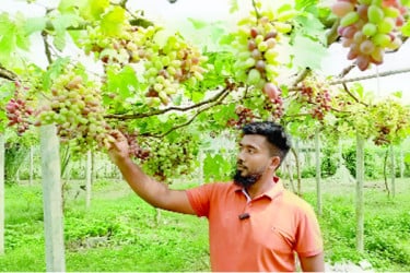 বিদেশি আঙুর চাষে বাড়ছে ঝোঁক