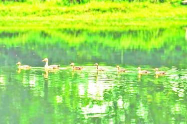 তীব্র গরমেও অতিথি পাখির আগমন