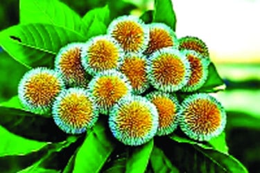 আজ পয়লা আষাঢ়