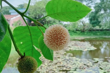 এবার ভিন্ন রূপে হাজির হয়েছে আষাঢ় মাস