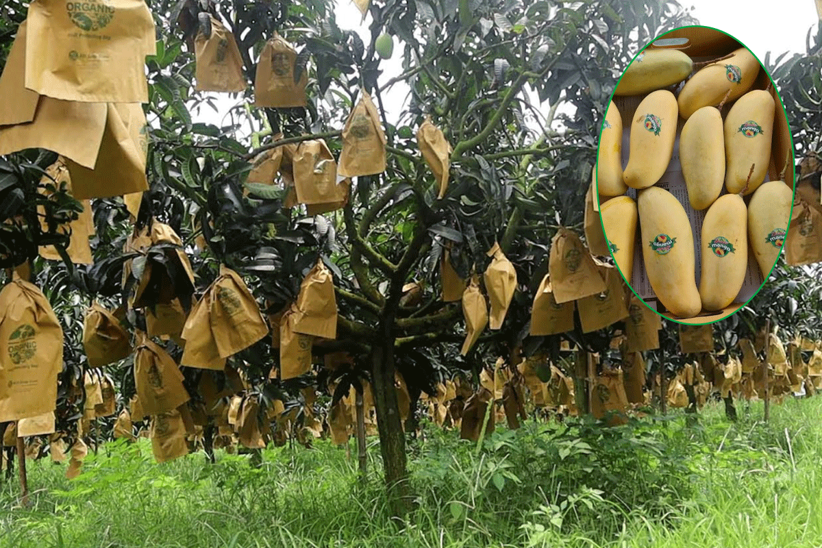 নওগাঁয় ফ্রুট ব্যাগের সংকট, বিপাকে আম চাষিরা