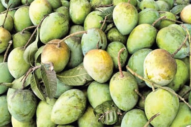 আগেভাগে বাজারে হাঁড়িভাঙা আম