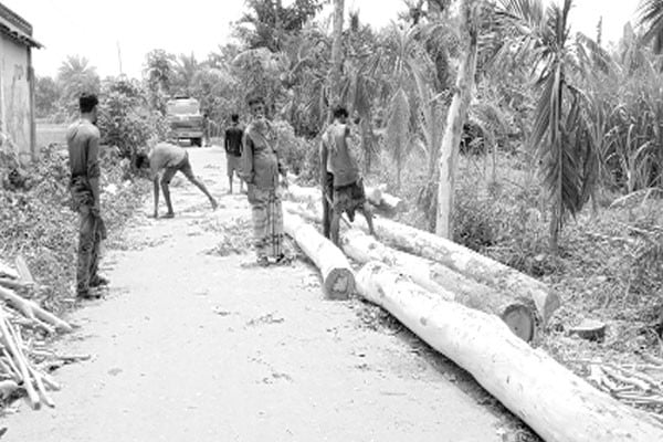 সুফলভোগীর লাগানো গাছ কাটার অভিযোগ