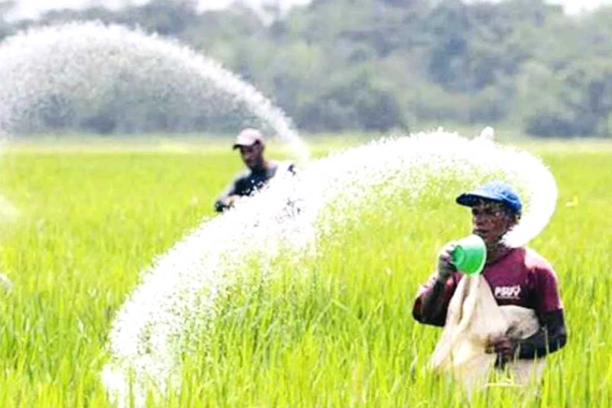 ৭০৪ কোটি টাকা ব্যয়ে ৮০ হাজার টন সার কিনবে সরকার
