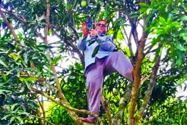 গাছে উঠে অনলাইনে হাজিরা প্রধান শিক্ষকের