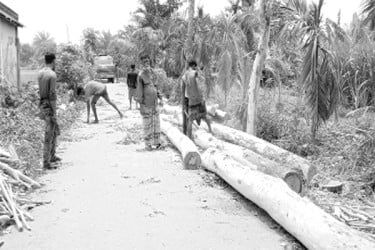 সুফলভোগীর লাগানো গাছ কাটার অভিযোগ