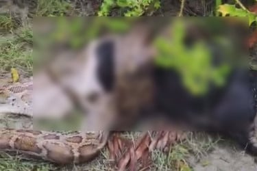 সুন্দরবন থেকে লোকালয়ে অজগর, ছাগল গিলে খাওয়ার ভিডিও ভাইরাল