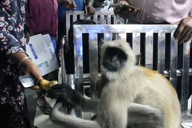 ব্যথায় কাতর হনুমান চিকিৎসা নিতে নিজেই হাজির হলো ক্লিনিকে